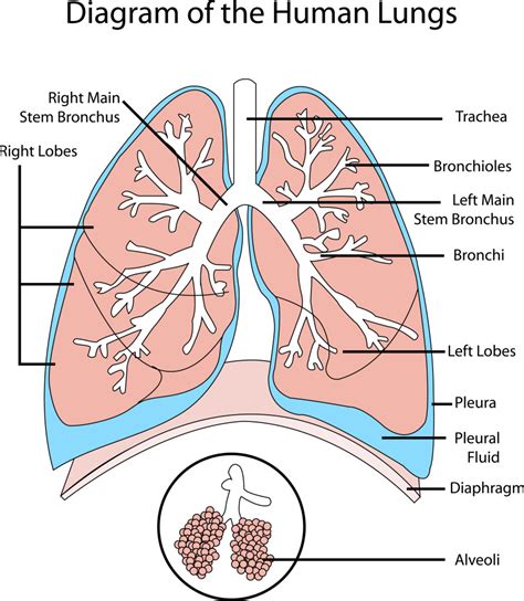 the lung at depth lung biology in health and disease Epub