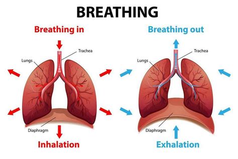 the lungs learning how we breath 3 d library of the human body Reader
