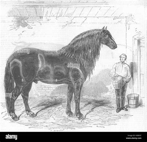 the majesty of the horse an illustrated history Kindle Editon