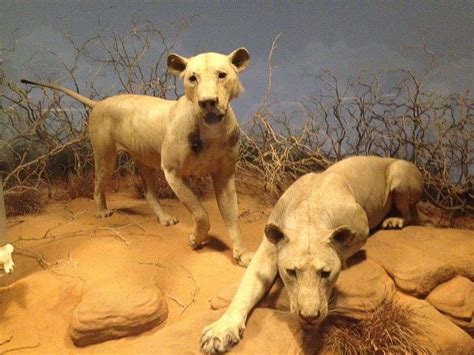 the man eating lions of tsavo Reader