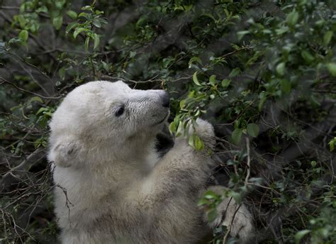 the management and behaviour of captive polar bears Reader