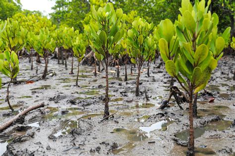 the mangrove tree planting trees to feed families PDF
