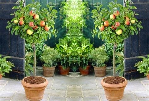 the miniature fruit garden the miniature fruit garden PDF