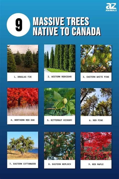 the native trees of canada PDF