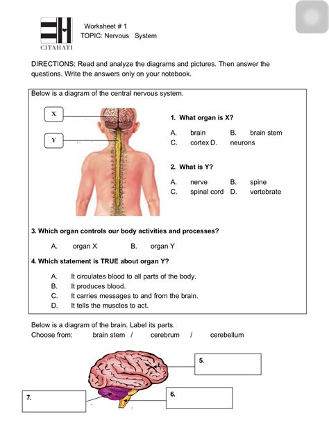 the nervous system answers Reader