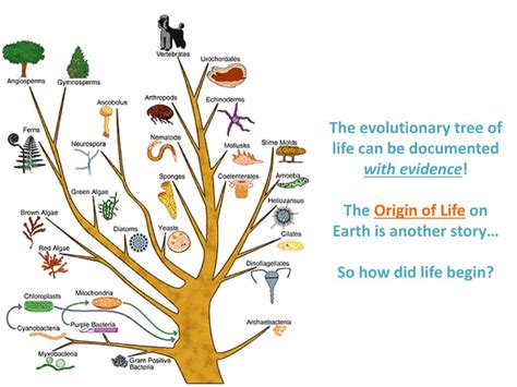 the new foundations of evolution on the tree of life Doc