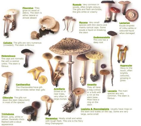 the north american guide to common poisonous plants and mushrooms PDF