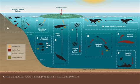 the organic carbon cycle in the arctic ocean Epub