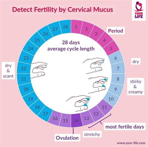 the ovulation method natural family planning PDF