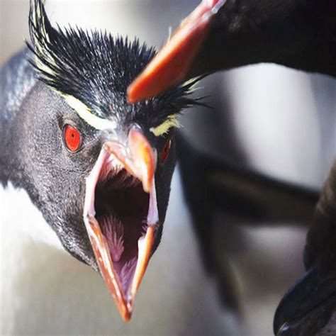 the penguin who could fly Kindle Editon