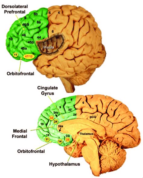 the prefrontal cortex the prefrontal cortex Reader