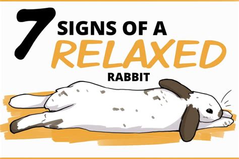 the relaxed rabbit the relaxed rabbit PDF