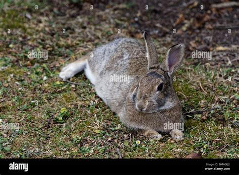 the relaxed rabbit the relaxed rabbit PDF