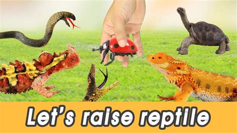 the reptile game the fun way to learn about reptiles Doc