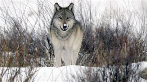 the return of the wolf to yellowstone Epub