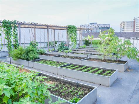 the rooftop garden how to build an urban farm PDF