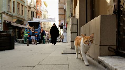 the secret travels of hapshu dreams of an istanbul street cat Kindle Editon