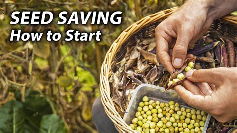 the seed saving guide beginners guide to growing and saving seeds Doc