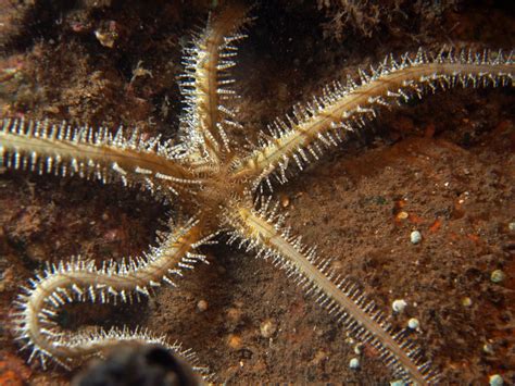 the serpent of stars PDF