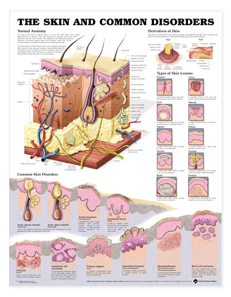 the skin and common disorders anatomical chart Doc