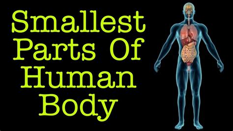 the smallest muscle in the human body Kindle Editon