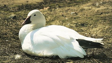 the snow goose bbc radio 4 classic serial Reader