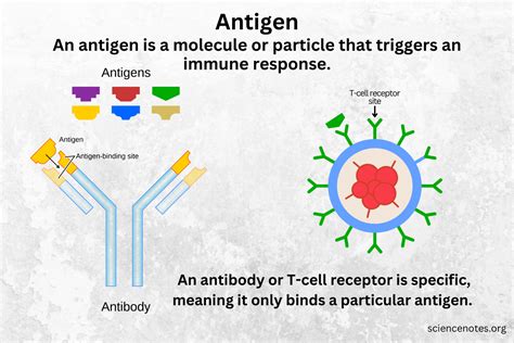 the specific antigens