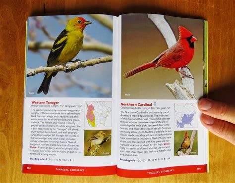 the stokes essential pocket guide to the birds of north america Kindle Editon