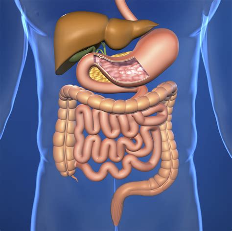 the stomach and digestive system Epub