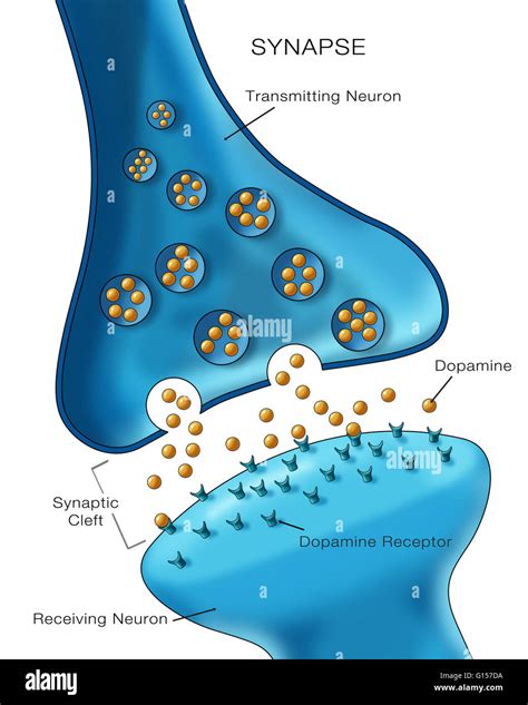 the synaptic organization of the brain Kindle Editon