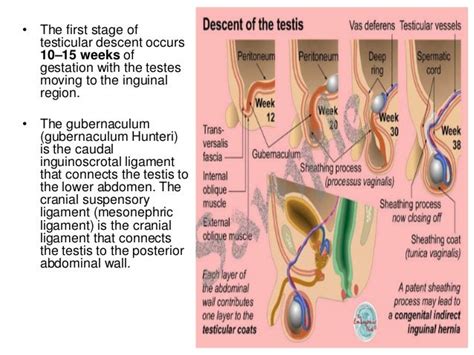 the testicular descent in human the testicular descent in human Doc