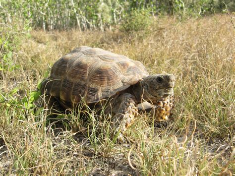 the texas tortoise the texas tortoise Doc