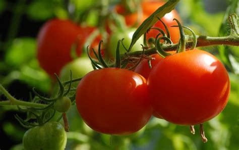 the tomato crop Ebook Doc