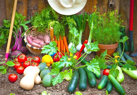 the vegetable garden what when and how to plant Reader
