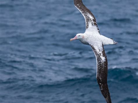 the wandering albatross nat geweest Reader