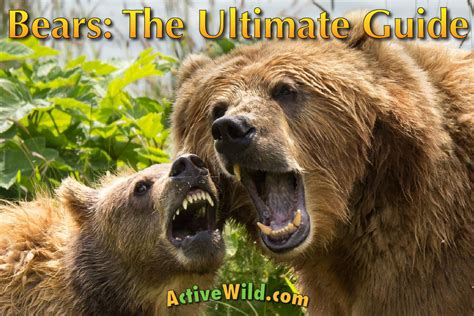 the way of the grizzly worldlife discovery guides Kindle Editon