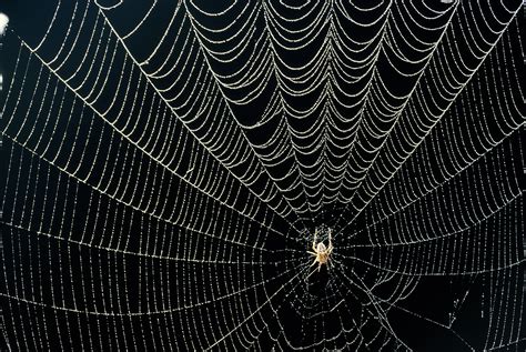 the web of the spider Reader