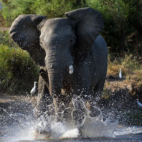 the wonder of elephants animal wonders Kindle Editon