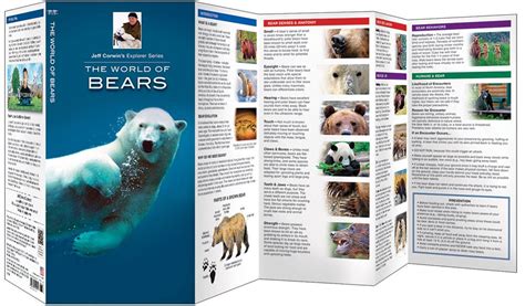 the world of bears jeff corwins explorer series PDF