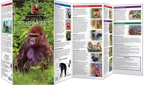 the world of primates jeff corwins explorer series Epub