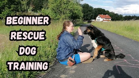 theonlysweetyville: The Ultimate Dog Training Guide for First-Time Owners