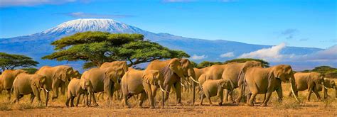 things to do in tanzania