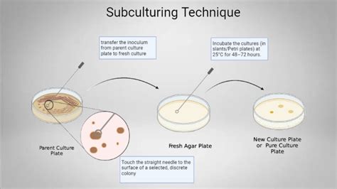 this technique is used in less in biology