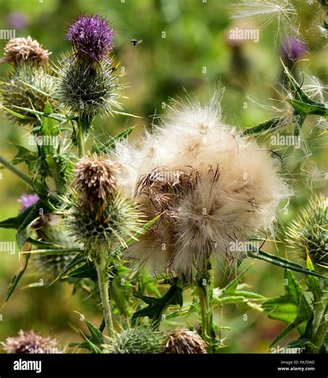 thistle seeds