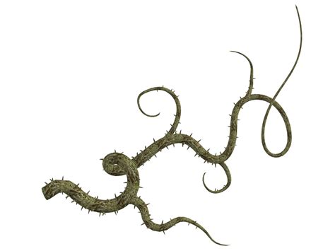 thorn whip 5e