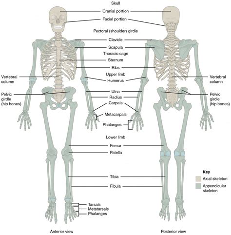 three main bones: