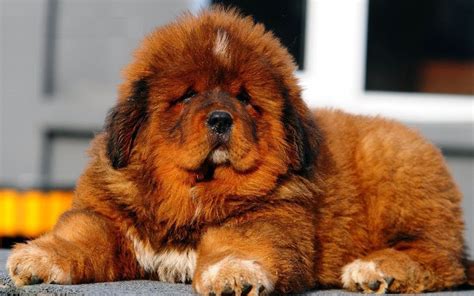 tibetan mastiff breeders