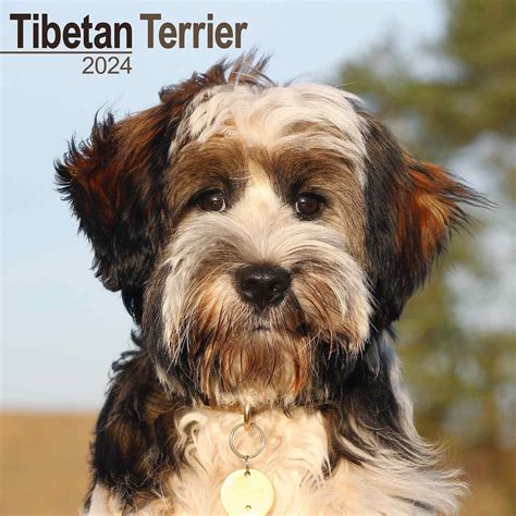 tibetan terriers calendar multilingual edition Epub