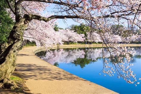 tidal basin in dc