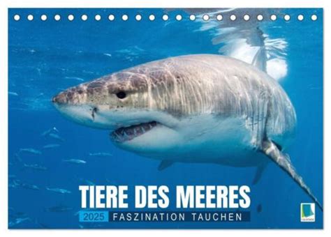 tiere meeres faszination tischkalender monatskalender Doc